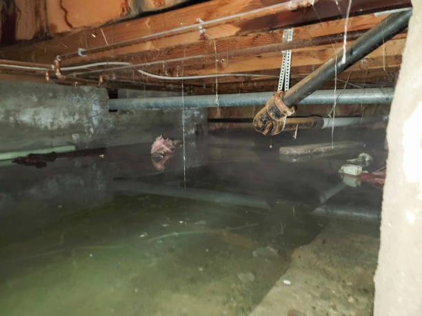 Best Water damage cleanup near me  in Ruston, LA