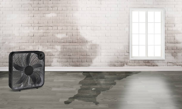 Best Water damage contractors near me  in Ruston, LA